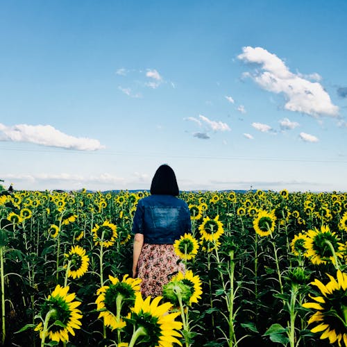 Vrouw Lopen In Bed Van Zonnebloemen