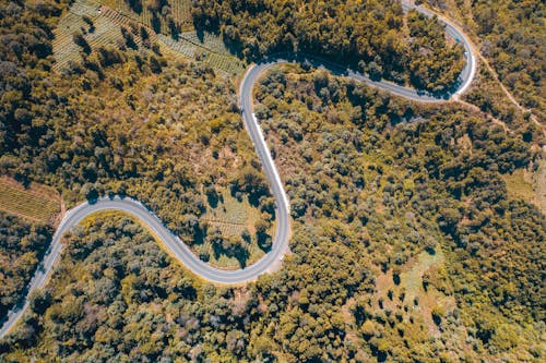 Aerial View of Road in the Middle of Trees