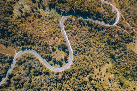 Aerial View of Road in the Middle of Trees