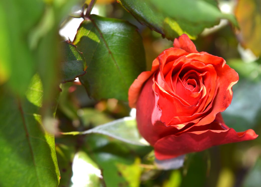 Ingyenes stockfotó növényvilág, piros, rózsa témában Stockfotó
