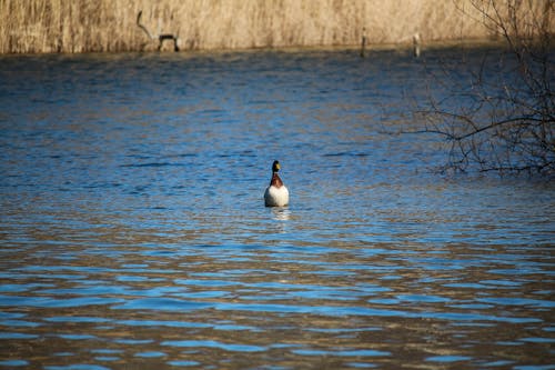 Free stock photo of about to fly, duck, nature