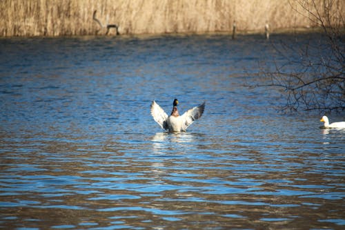 Free stock photo of duck, duck with wings out, nature