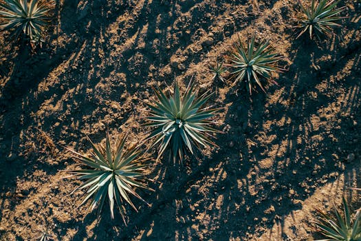 Top-down aerial view of agave plants casting shadows on sunlit desert soil.