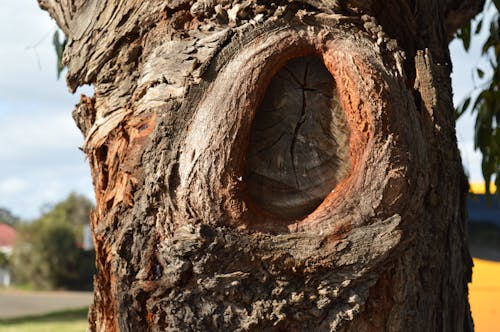 Foto stok gratis pohon