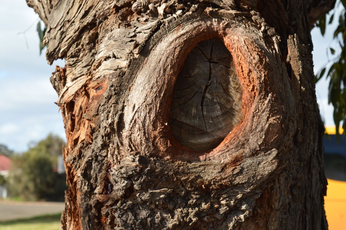 Mature tree trunk with properly-healed pruning cut — Ironwood Tree Co. ISA pruning standards