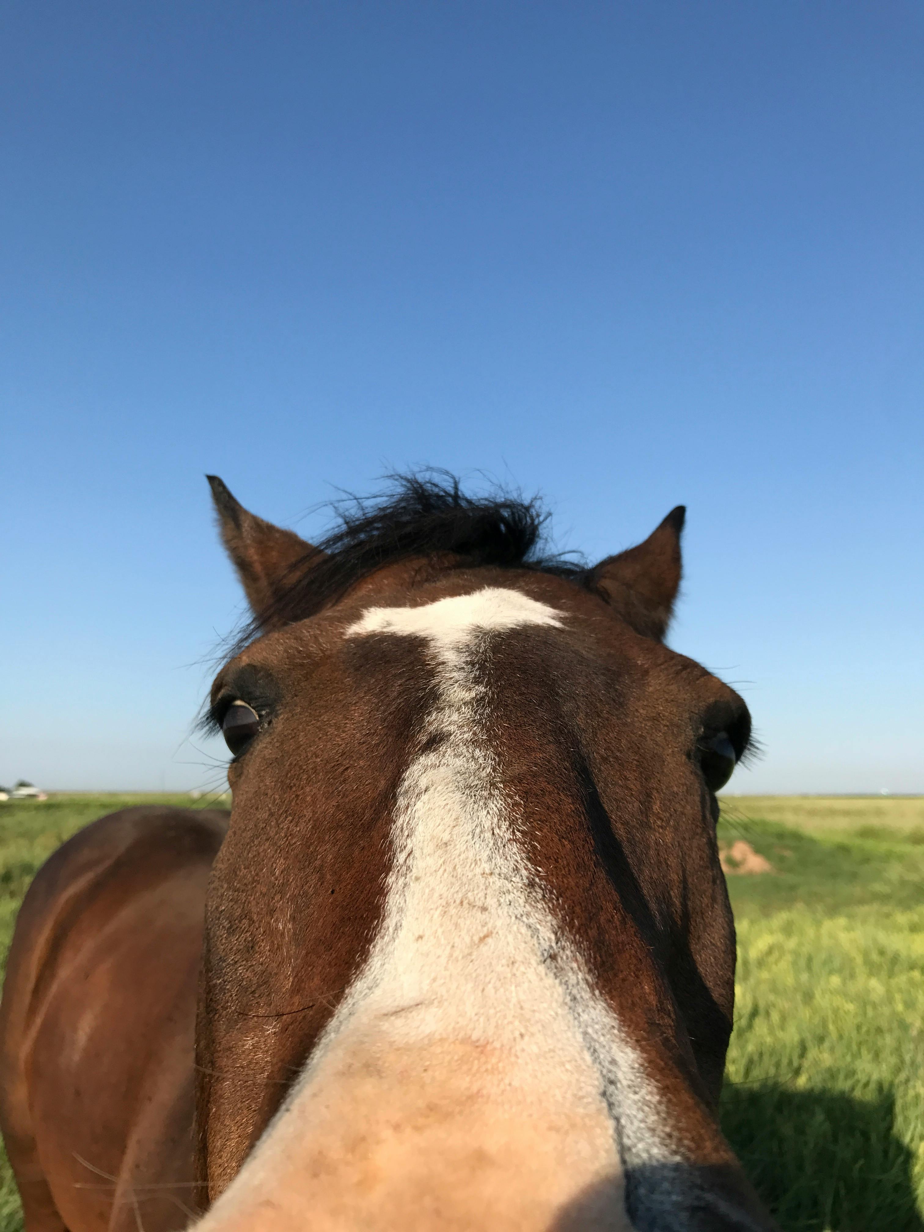 馬 馬の頭 馬の鼻の無料の写真素材