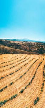 Stunning aerial view of golden fields with clear blue sky, showcasing nature's beauty.