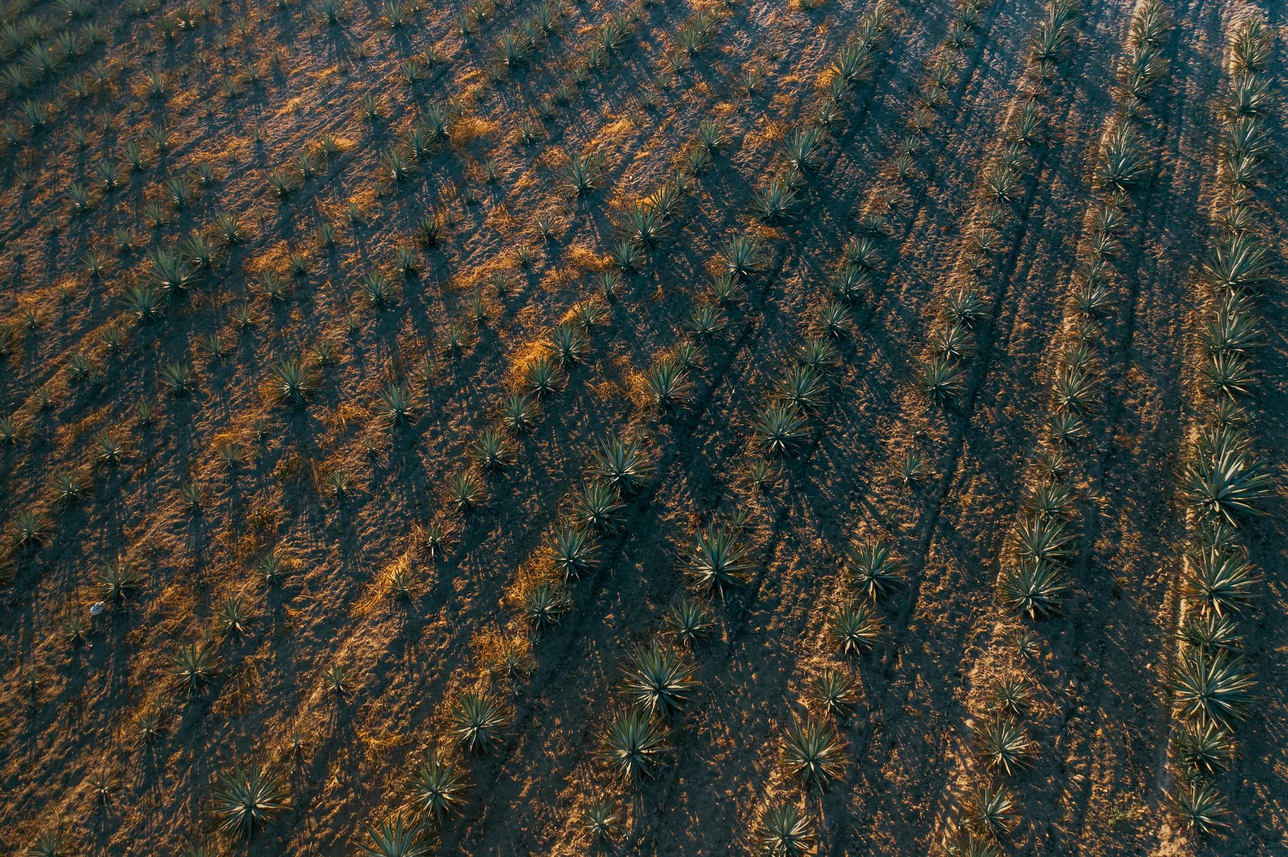 Expansive agave plants growing in a Mexican landscape under golden sunlight, representing the agricultural origin of tequila and mezcal.