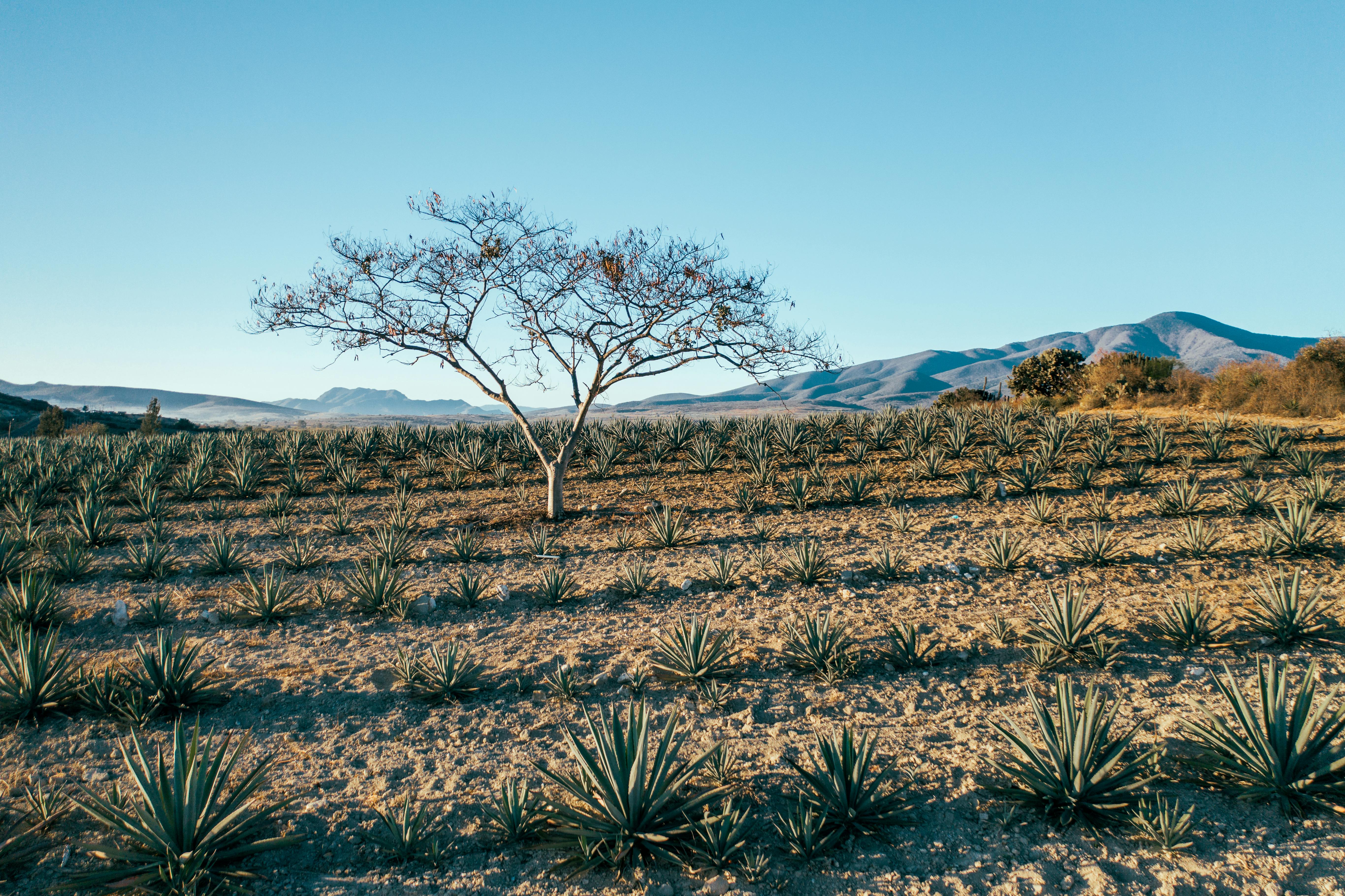 green grass field near brown mountain under blue sky