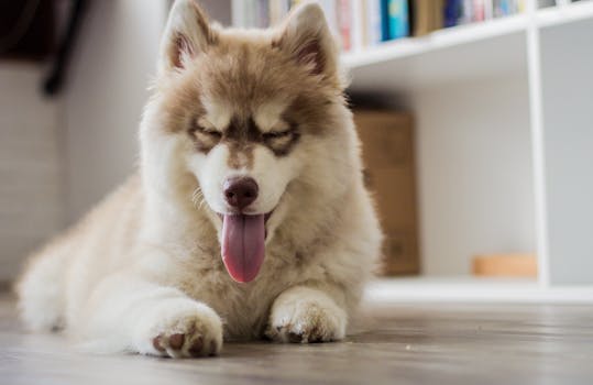 Cute Siberian Husky puppy with tongue out, resting on the floor in a cozy home setting.