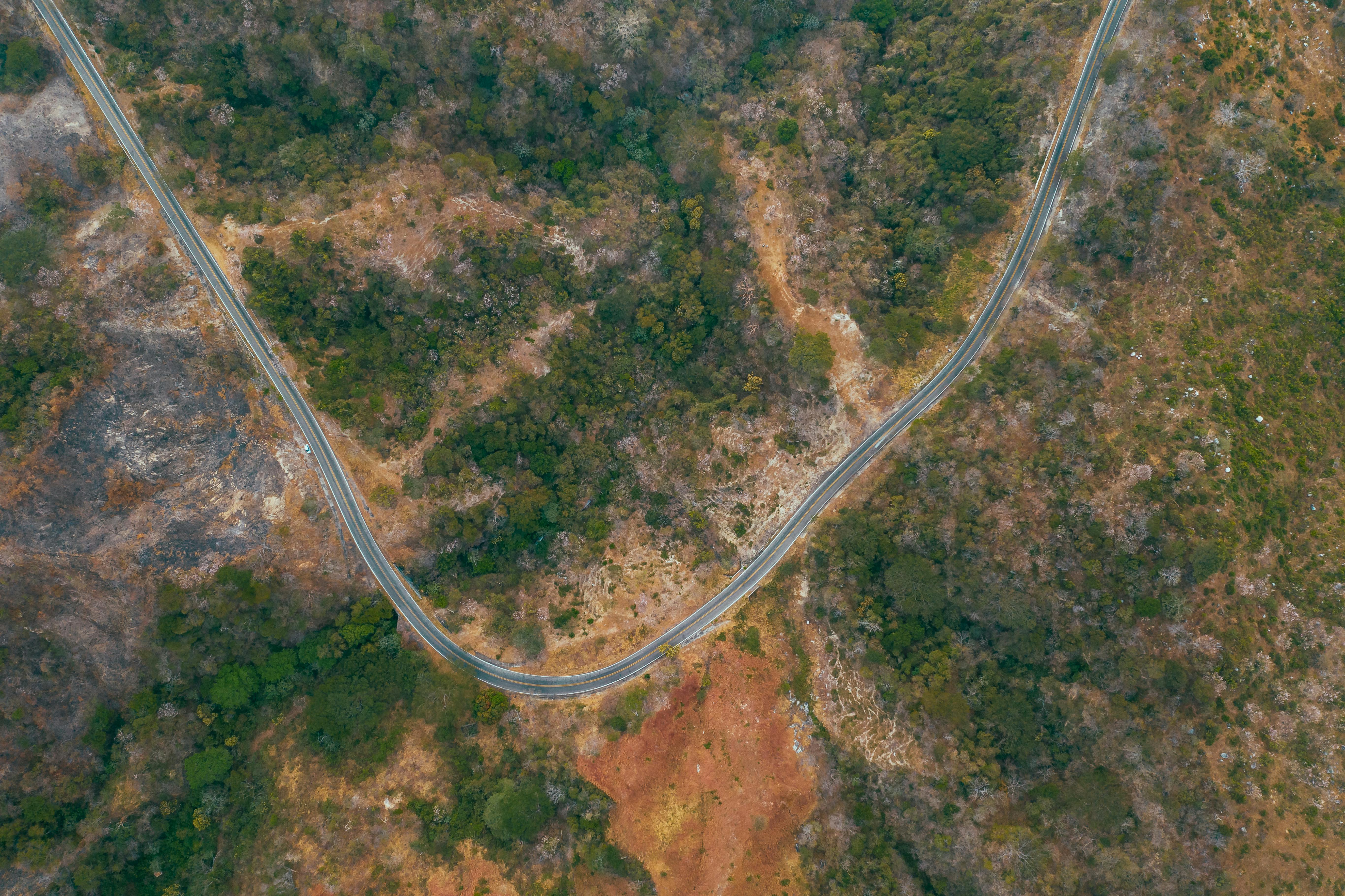 aerial view of green trees