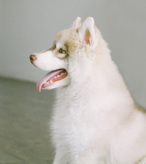 Side View Photo of White Husky 