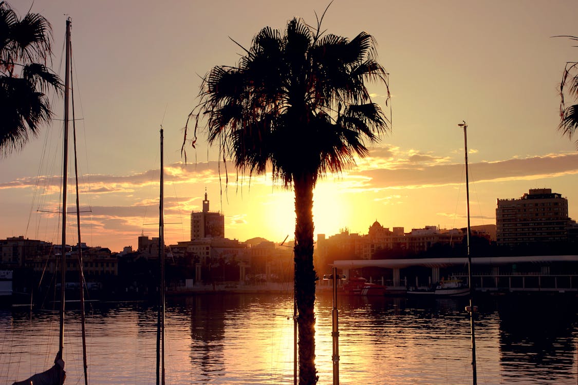 Sunset Behind Palm Tree by Marina in Town