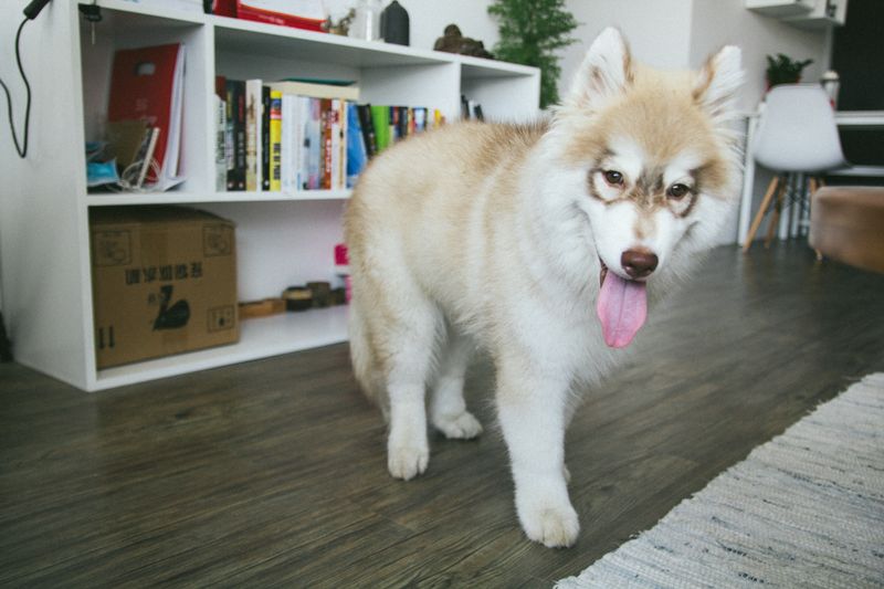 Murphy - photo 1