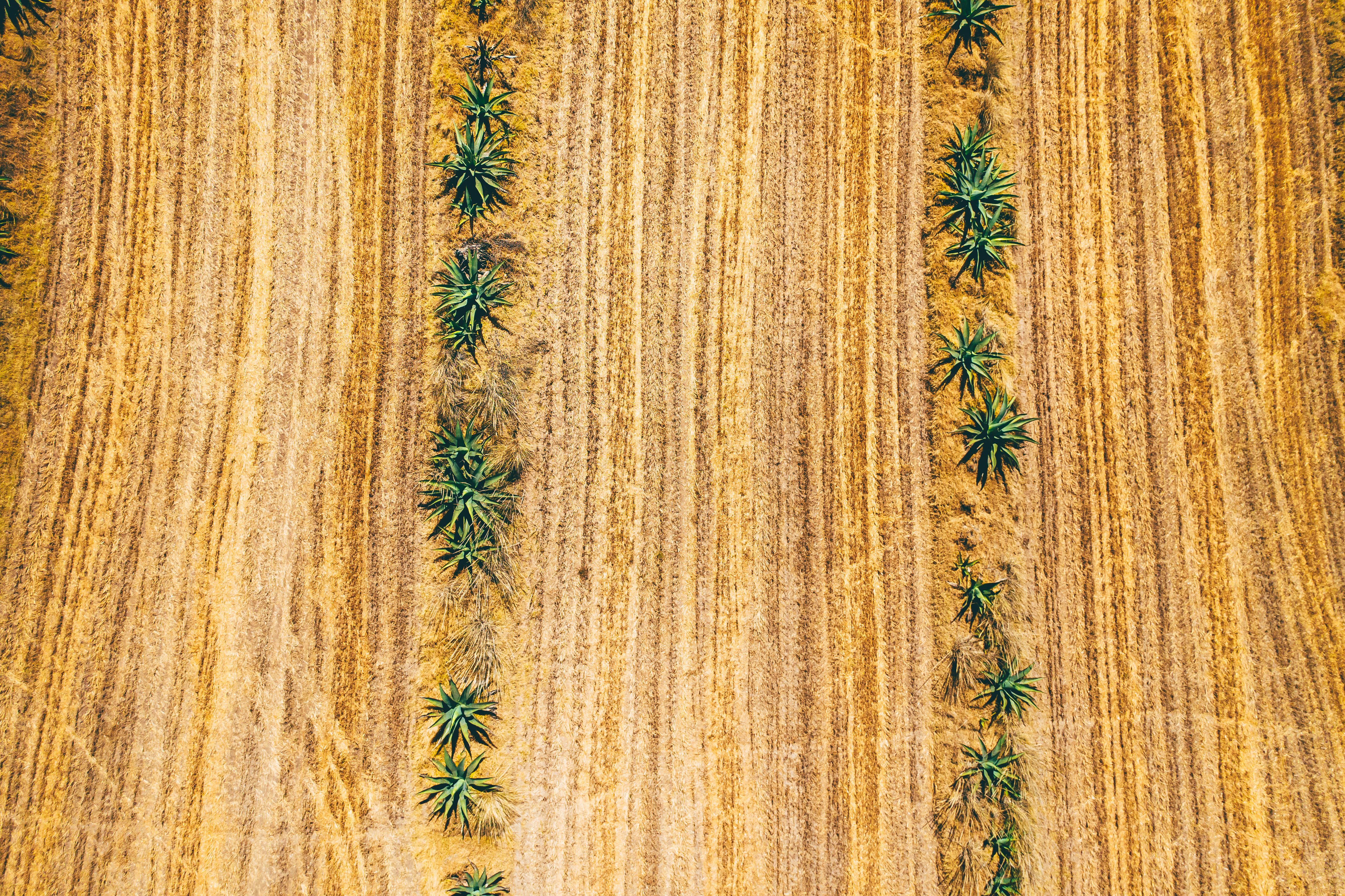 Rows of agave plants mapped across dry ground, echoing the scale problem Australian growers have to solve before the spirit ever reaches a glass.