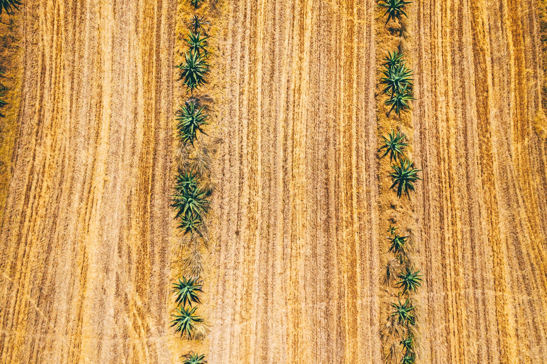 Rows of agave plants mapped across dry ground, echoing the scale problem Australian growers have to solve before the spirit ever reaches a glass.