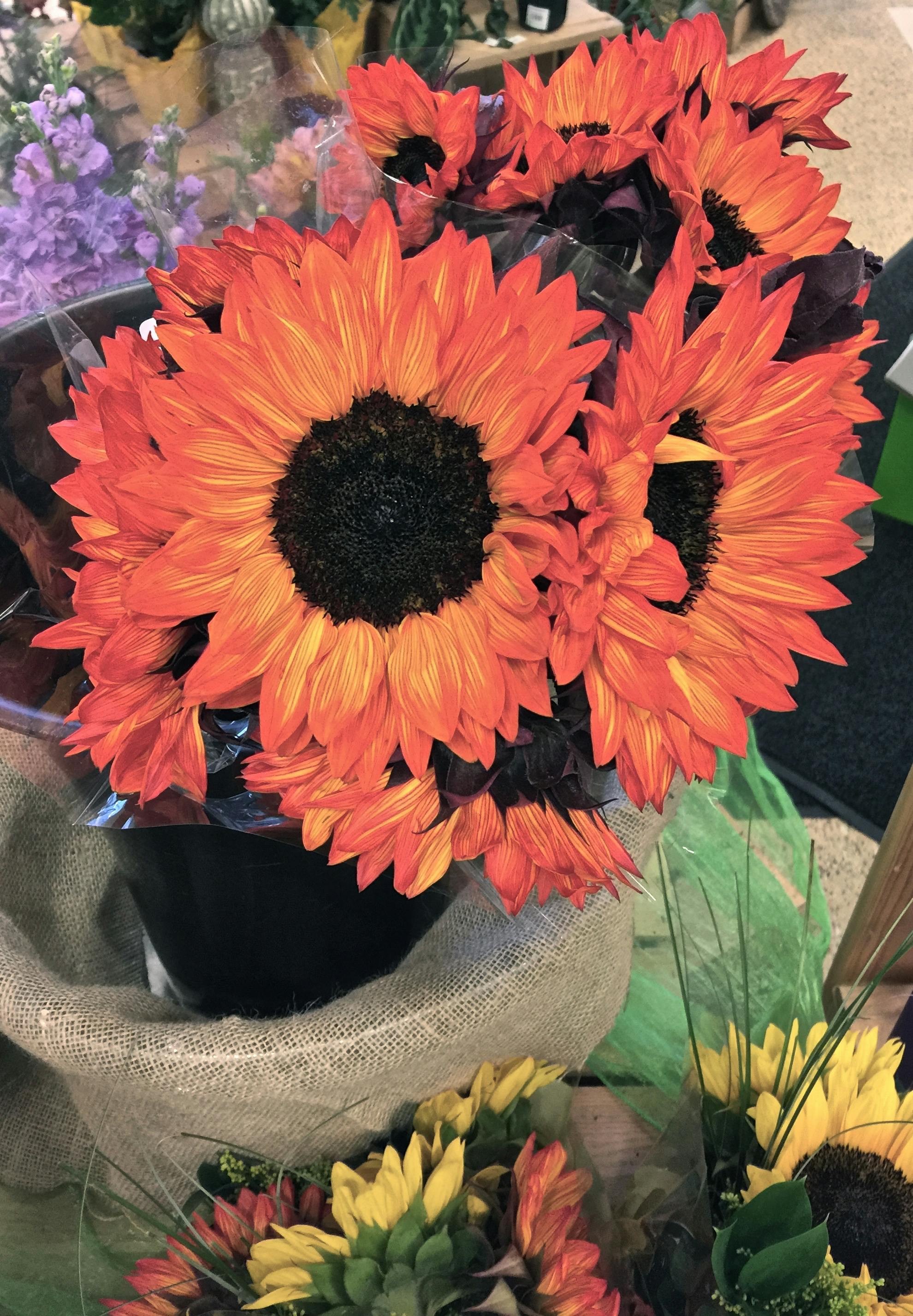 Free stock photo of bunch of flowers, flower arrangement, orange