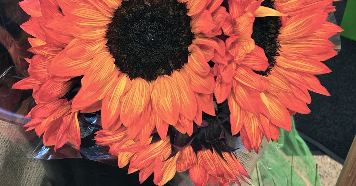 Free stock photo of bunch of flowers, flower arrangement, orange