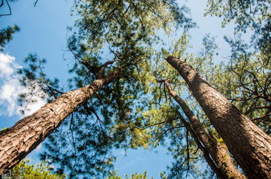 菲律宾碧瑶晴朗天空下，低角度拍摄的高大松树