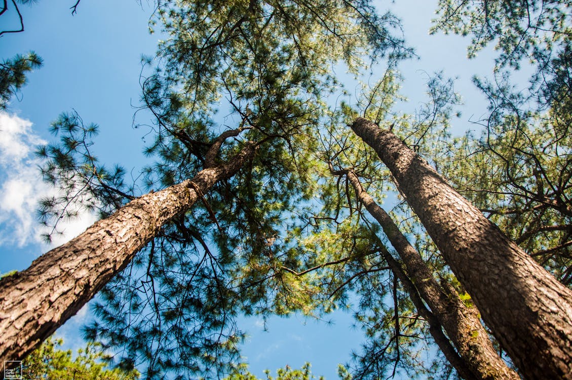 Lage Hoekfotografie Van Bomen