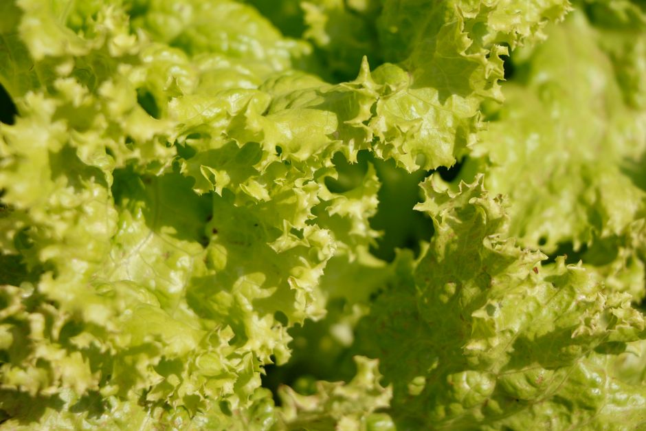 Close-up vibrante de folhas de alface verde, mostrando textura saudável e crocante.