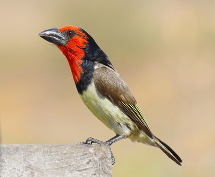 Close Up Shot of a Bird