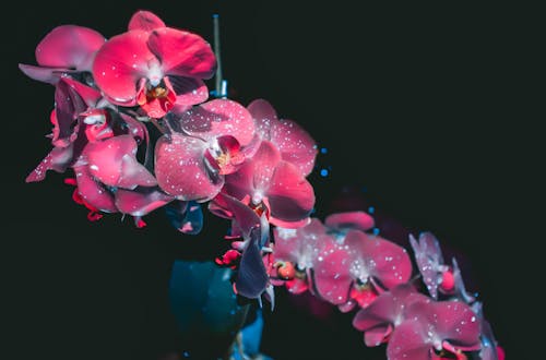 가벼운, 관념적인, 꽃의 무료 스톡 사진