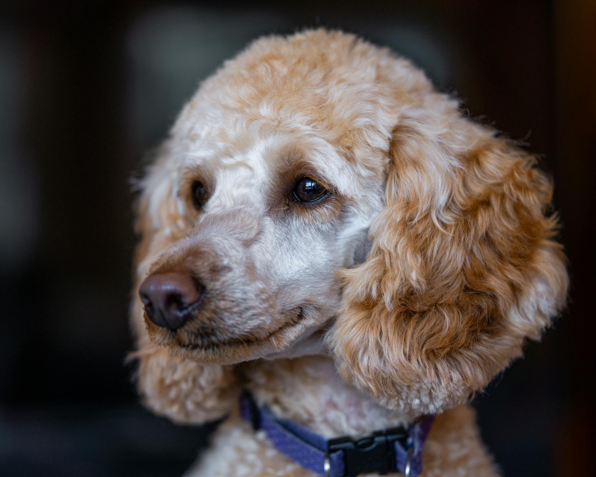 Adorable purebred dog with fluffy beige fur and brown eyes in collar looking away