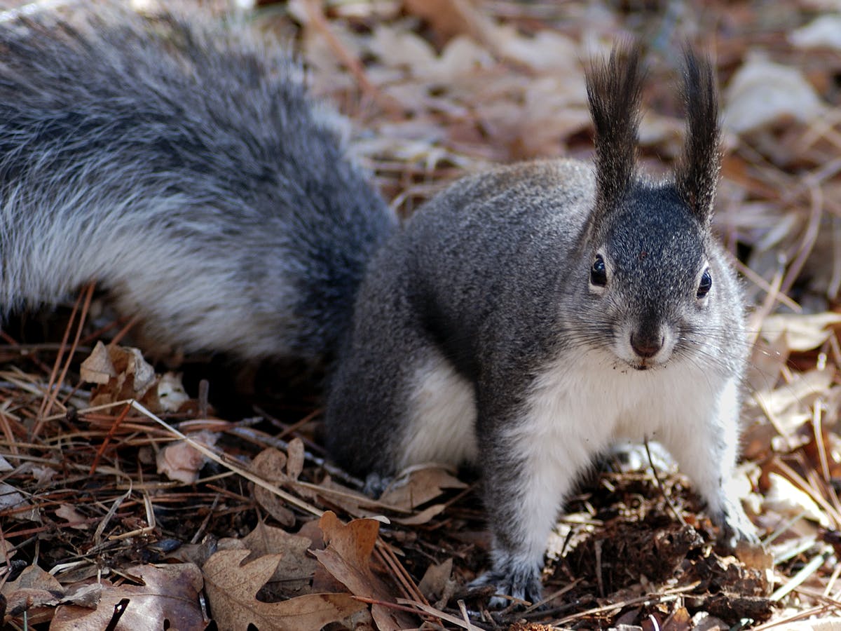 Cute squirrel close-up