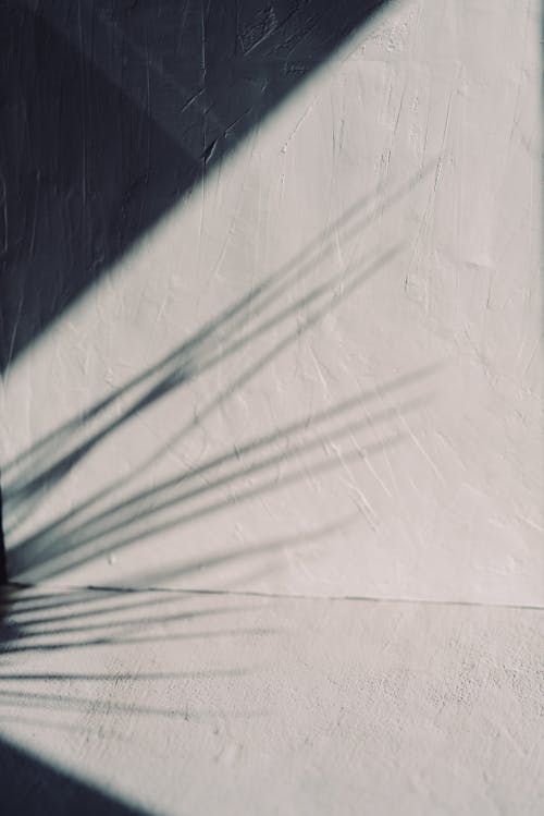 Close-up of a Plant Shadow on a Wall 