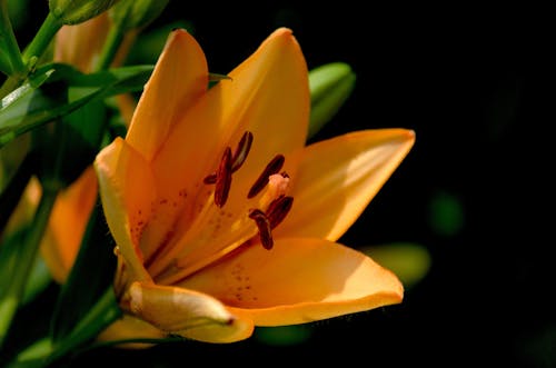 Macro Shot of Yellow Flowers