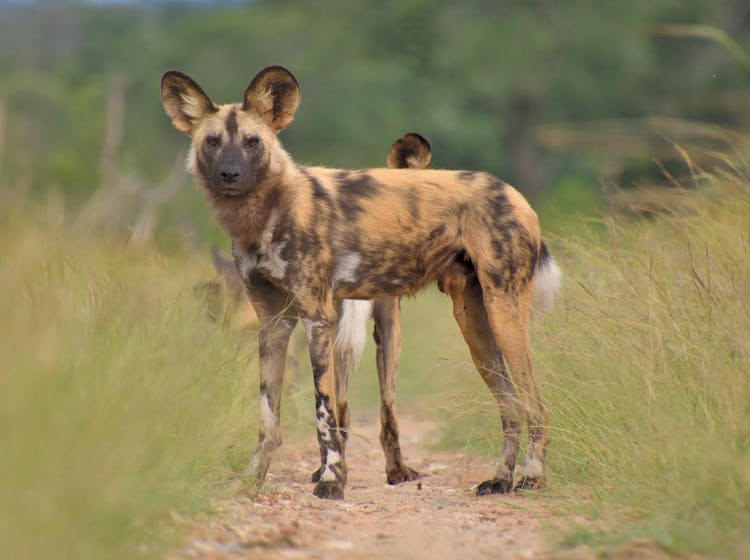 Portrait Of An African Wild Dogs 