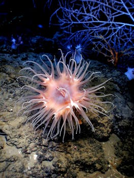 海底的珊瑚包围着色彩缤纷的海葵