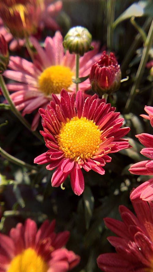 Foto profissional grátis de ásteres, fechar-se, floração