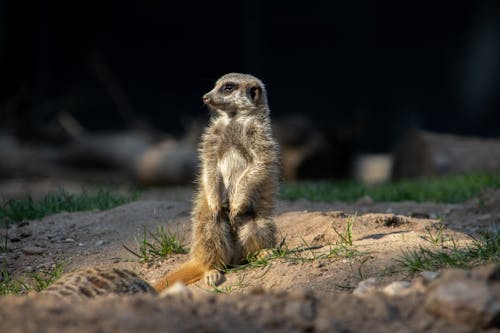 Free Δωρεάν στοκ φωτογραφιών με meerkat, άγρια φύση, βλέπω Stock Photo