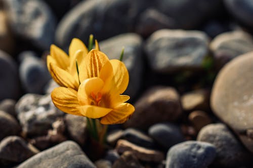 Free Bright blossoming flowers with gentle petals growing among rough stones in sunlight on blurred background Stock Photo
