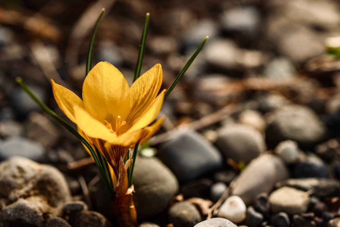 Free Blossoming Crocus with tender petals on stone terrain Stock Photo