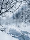 Free stock photo of blur, branch, cold