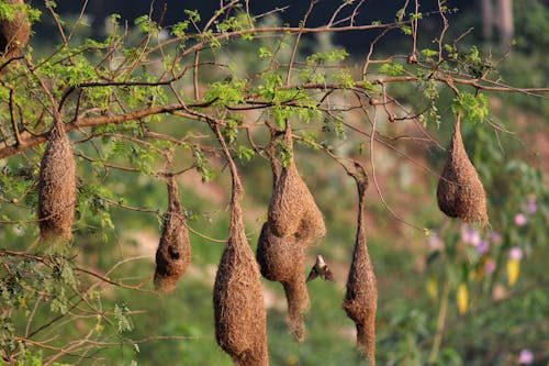 Free stock photo of bird house