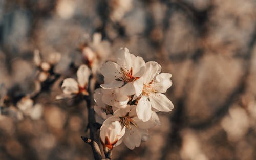 Free Twigs of tender blossoming almond tree with aromatic white flowers growing in sunny spring garden Stock Photo