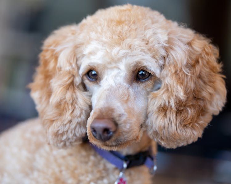 Poodle With Fluffy Fur And Brown Eyes