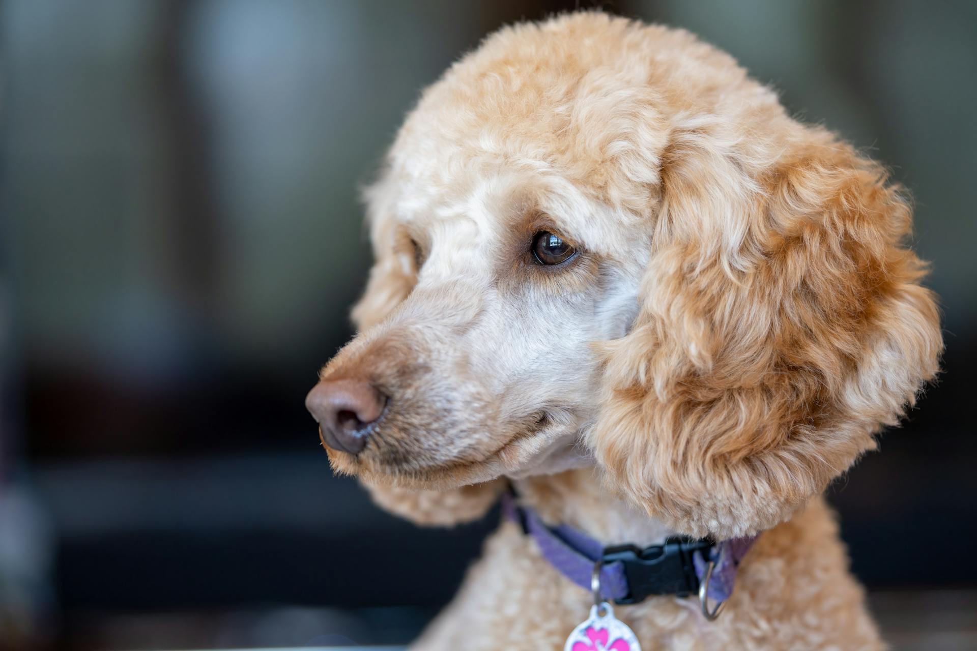 Poodle with brown eyes and curly fur