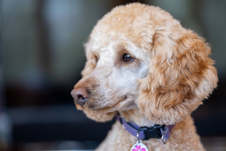 Poodle With Brown Eyes And Curly Fur