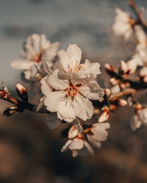 Blossoming almond tree with tender white flowers in garden