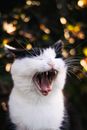 White and Black Cat With Yellow Eyes