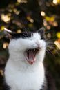 White and Black Cat With Yellow Eyes