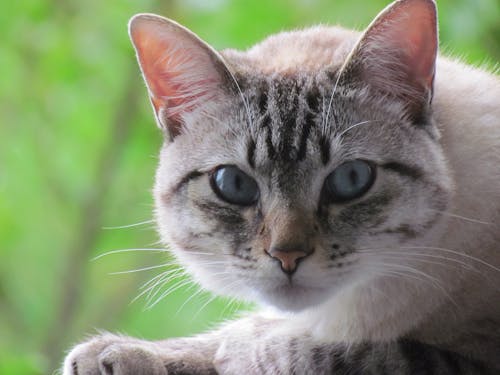 Free stock photo of beautiful, blue eyes, cat