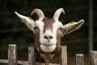 White and Brown Ram on Brown Wooden Fence