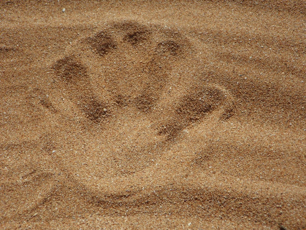 бесплатная Отпечаток ладони на песке Стоковое фото