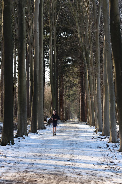 Základová fotografie zdarma na téma běžec, lesní cesta, sníh
